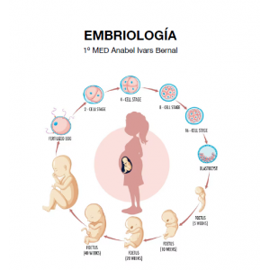 Embriología - (40 Pág) -...